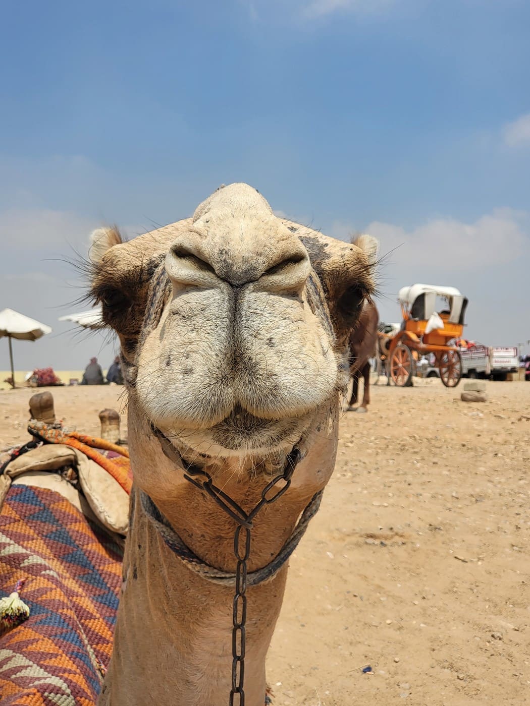 Верблюды у пирамид