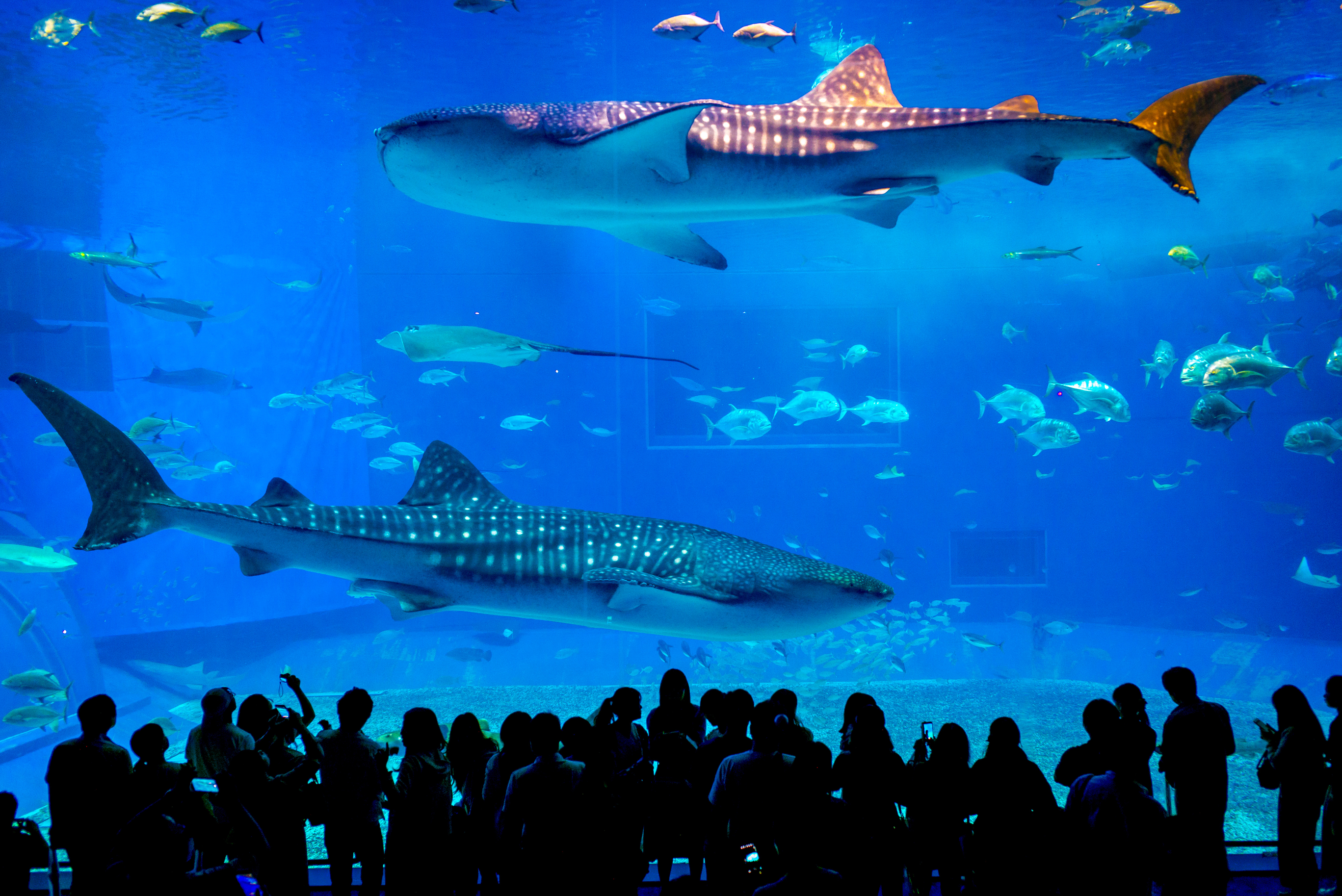 Ocean Expo Park - океанариум Тюрауми