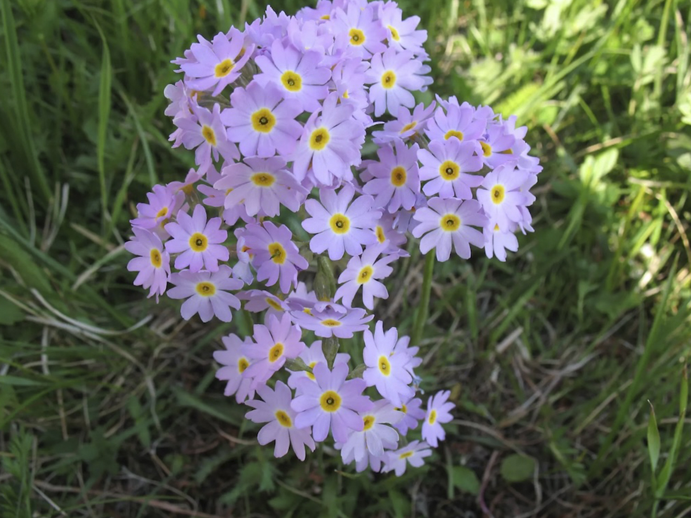 Примула перистая