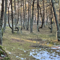 Фото отзыва 10: экскурсия "Три в одном: Куршская коса, Зеленоградск и замок Нессельбек" Фото отзыва 10: экскурсия "Три в одном: Куршская коса, Зеленоградск и замок Нессельбек"