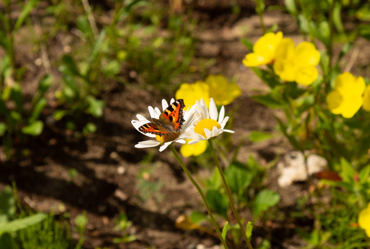 Туда, где родился Ломоносов. В Холмогоры! (11/14)