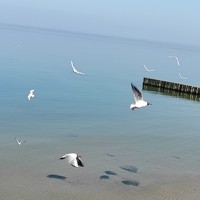 Фото отзыва 8: экскурсия "Душевное путешествие на Куршскую косу" Фото отзыва 8: экскурсия "Душевное путешествие на Куршскую косу"