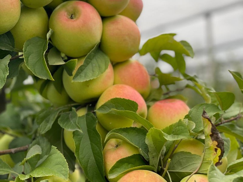 Из Тбилиси — в яблоневый сад (Тбилиси)