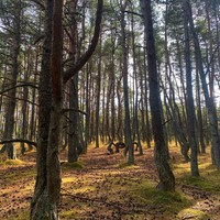 Фото отзыва 16: экскурсия "Три в одном: Куршская коса, Зеленоградск и замок Нессельбек" Фото отзыва 16: экскурсия "Три в одном: Куршская коса, Зеленоградск и замок Нессельбек"