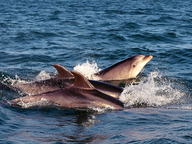 Гастрономические шедевры сеньора Жака и прогулка на яхте (4/4)