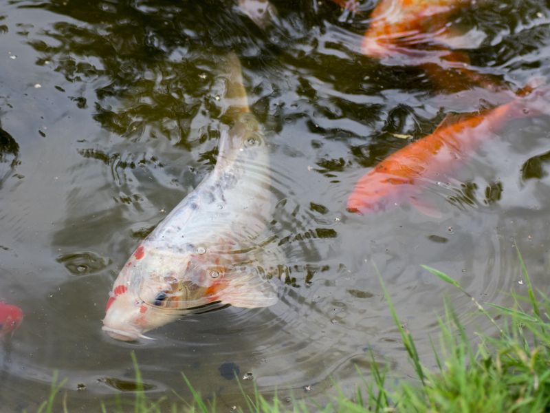 Малый Китеж, или Городец на Волге (13/13)
