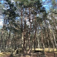 Фото отзыва 84: экскурсия "Куршская коса + Зеленоградск, Светлогорск и Янтарный" Фото отзыва 84: экскурсия "Куршская коса + Зеленоградск, Светлогорск и Янтарный"