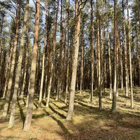 Фото отзыва 5: экскурсия "Куршская коса: земля древних куршей и великанши Неринги" Фото отзыва 5: экскурсия "Куршская коса: земля древних куршей и великанши Неринги"