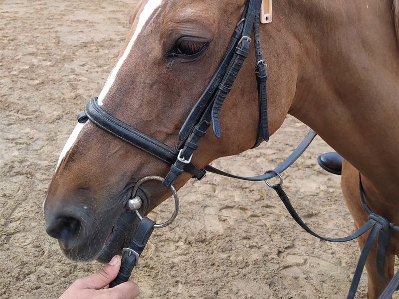 Подружиться с лошадьми в Анталье (10/12)