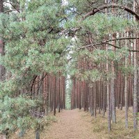 Фото отзыва 15: экскурсия "Куршская коса без толпы, Зеленоградск и замок Нессельбек на автобусе" Фото отзыва 15: экскурсия "Куршская коса без толпы, Зеленоградск и замок Нессельбек на автобусе"