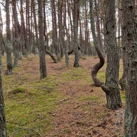 Фото отзыва 57: экскурсия "Куршская коса + Зеленоградск, Светлогорск и Янтарный" Фото отзыва 57: экскурсия "Куршская коса + Зеленоградск, Светлогорск и Янтарный"
