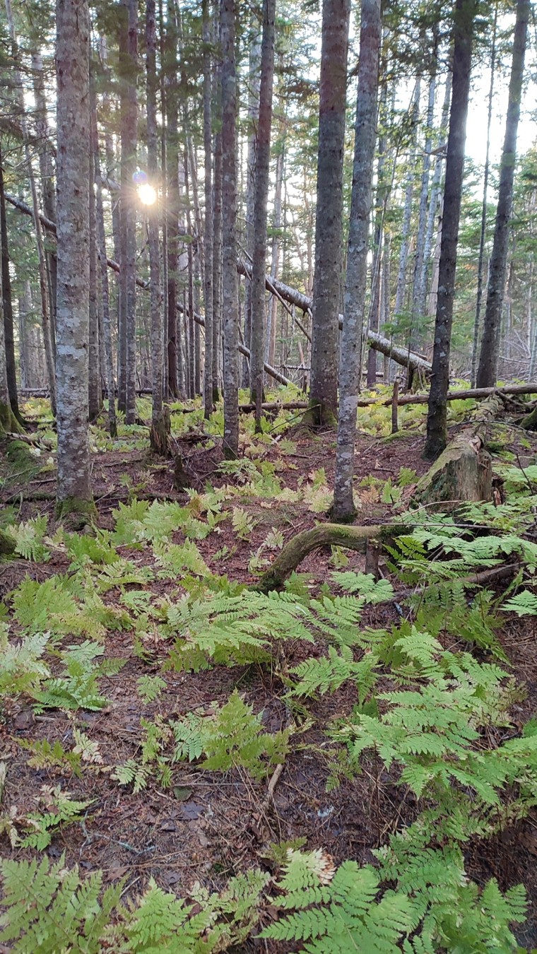 Подъём на пик Чехова: необыкновенный Сахалин с высоты (24/24)