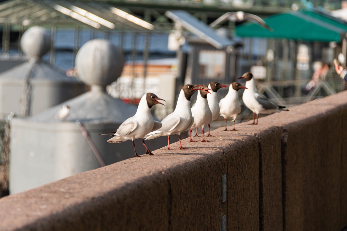 2 в 1: автобусная экскурсия по Петербургу + водная прогулка (8/8)