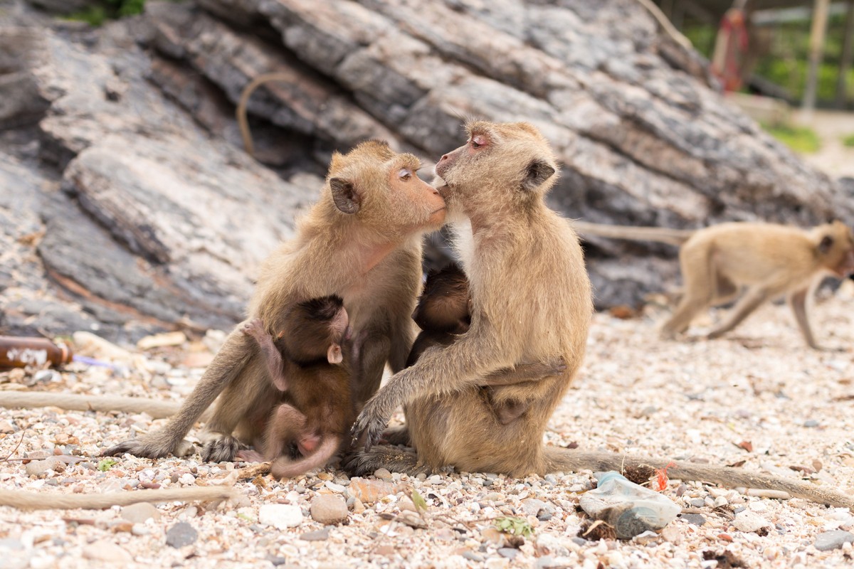 Тайский Мадагаскар: активный день в формате «всё включено» (4/20)
