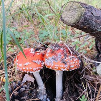 Фото отзыва 14: экскурсия "Куршская коса: волшебство на каждом шагу" Фото отзыва 14: экскурсия "Куршская коса: волшебство на каждом шагу"