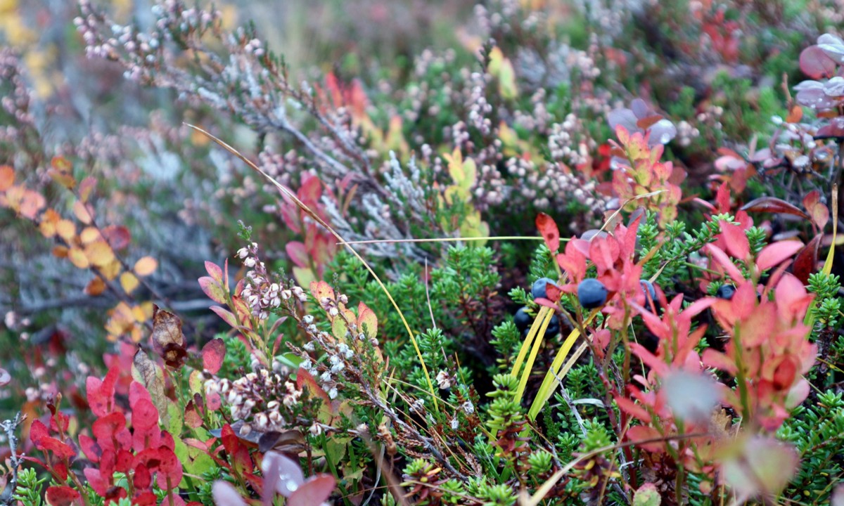 Териберка, Огни Имандры и столица Русской Арктики (4/7)