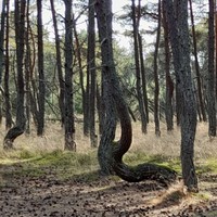 Фото отзыва 47: экскурсия "Куршская коса и Зеленоградск за один день" Фото отзыва 47: экскурсия "Куршская коса и Зеленоградск за один день"