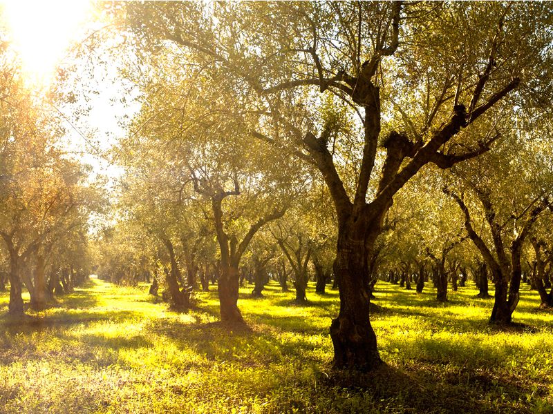 По Тоскане на кабриолете (из Флоренции) (11/12)