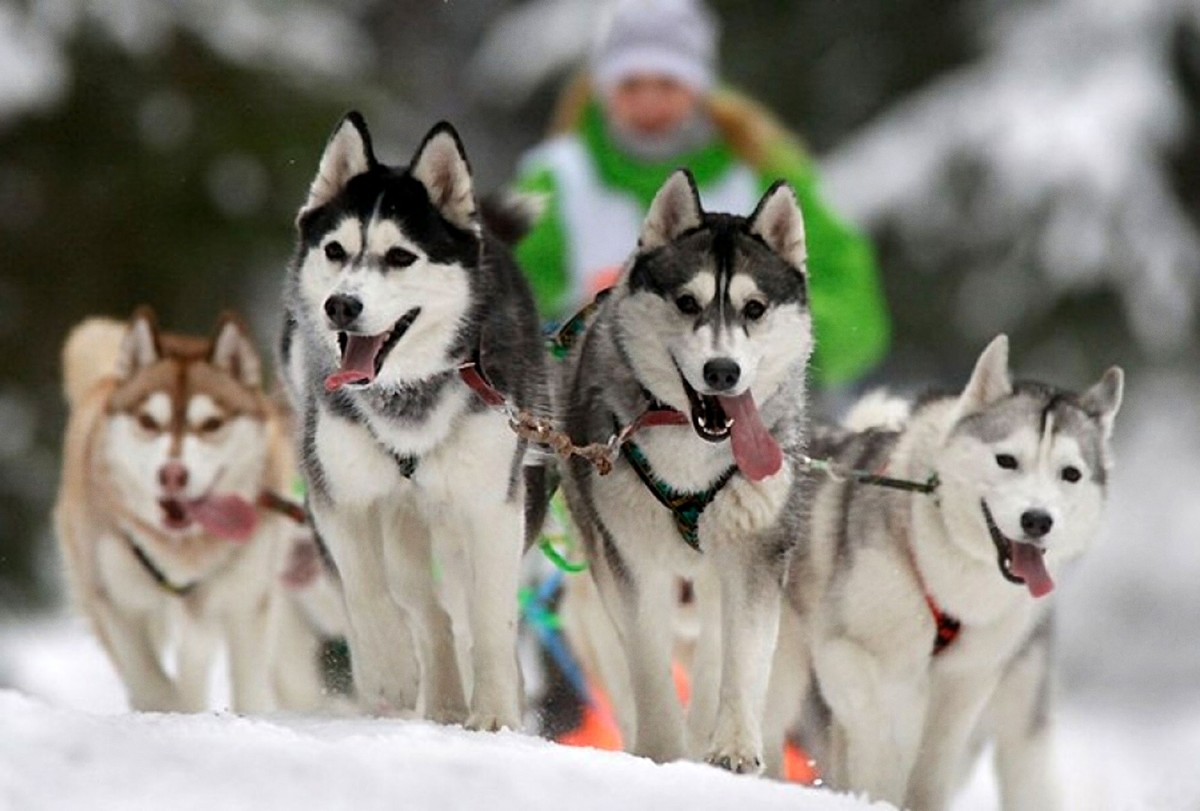 Новогодний маршрут из Петрозаводска: Чёртов стул + зимний пикник (5/8)