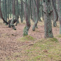Фото отзыва 4: экскурсия "Куршская коса — природная сказка Балтики" Фото отзыва 4: экскурсия "Куршская коса — природная сказка Балтики"