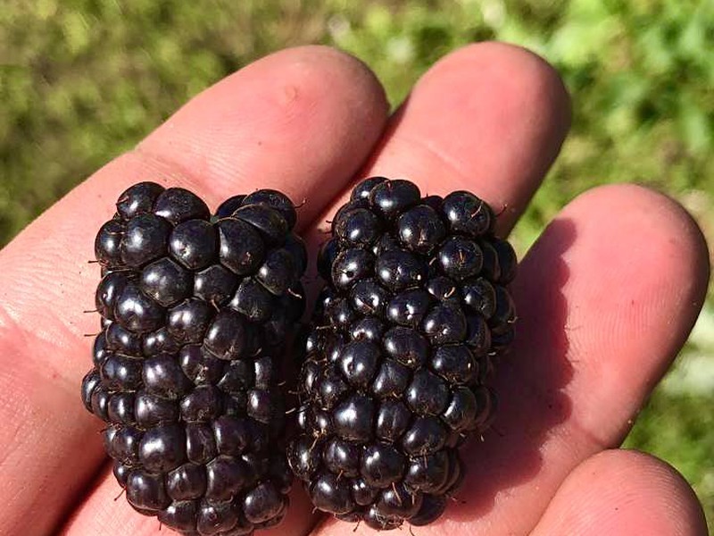 Из Тбилиси — в яблоневый сад (Тбилиси)