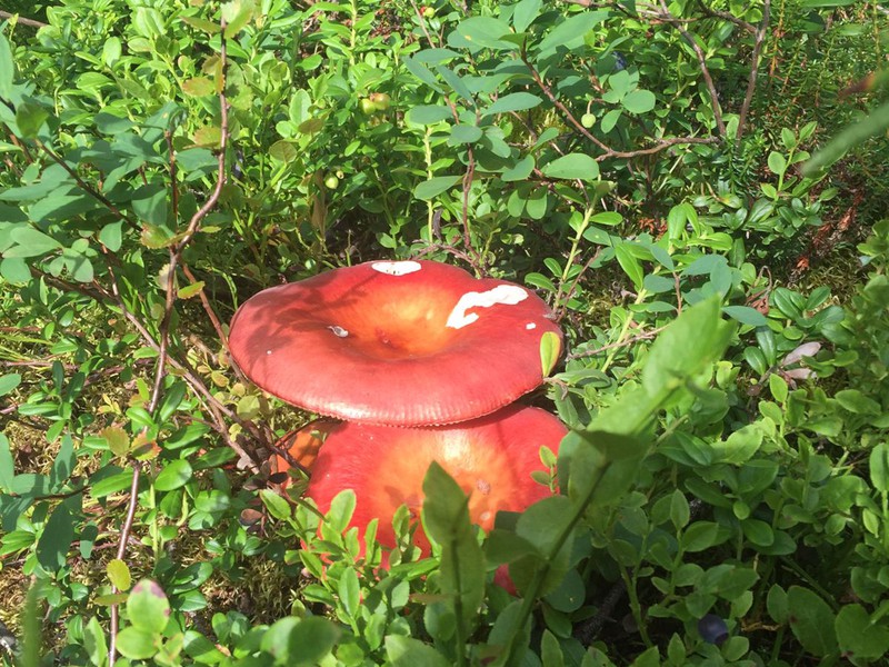 Загадочное Сейдозеро: экскурсия в мини-группе (5/17)
