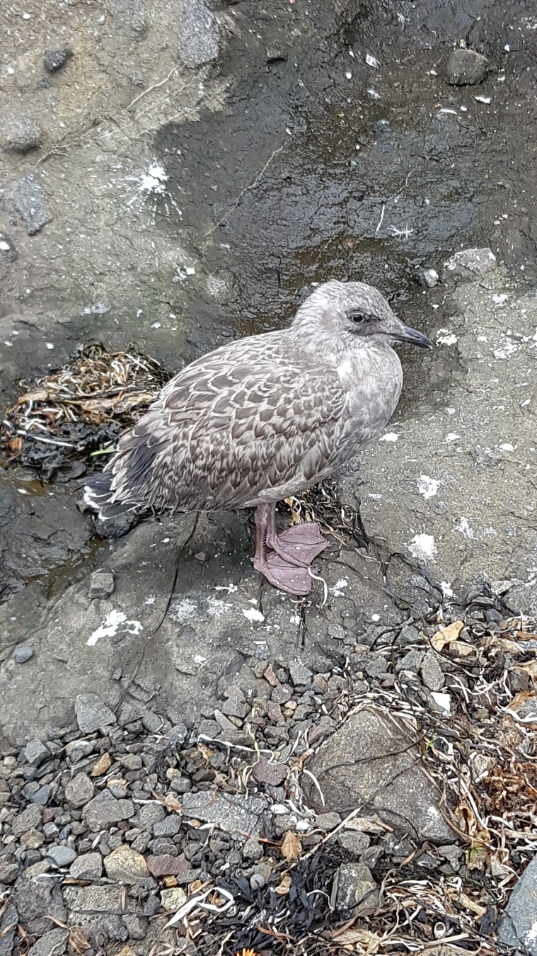 Другая сторона хребта Жданко: бухты, скалы, водопады (6/15)