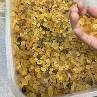 Фото отзыва 72: экскурсия "Куршская коса + Зеленоградск, Светлогорск и Янтарный" Фото отзыва 72: экскурсия "Куршская коса + Зеленоградск, Светлогорск и Янтарный"