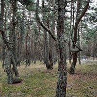 Фото отзыва 72: экскурсия "По Куршской косе и Зеленоградску в мини-группе" Фото отзыва 72: экскурсия "По Куршской косе и Зеленоградску в мини-группе"