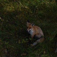 Фото отзыва 33: экскурсия "Куршская коса и Зеленоградск за один день" Фото отзыва 33: экскурсия "Куршская коса и Зеленоградск за один день"
