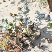 Фото отзыва 31: экскурсия "Куршская коса и Зеленоградск за один день" Фото отзыва 31: экскурсия "Куршская коса и Зеленоградск за один день"