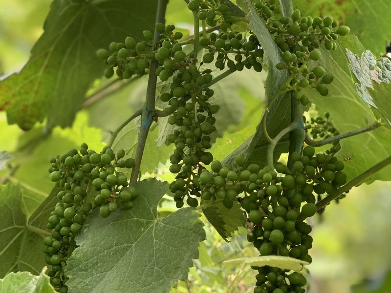 Винная Аджария: авторский эногастротур (13/16)