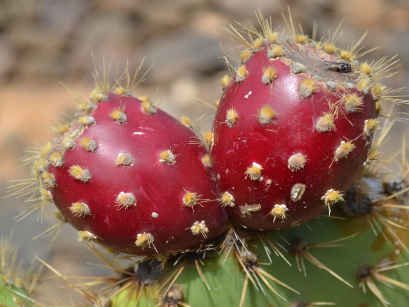 Фуэртевентура. Обзорная экскурсия по острову (9/9)