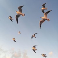 Фото отзыва 7: экскурсия "Куршская коса и Зеленоградск за один день" Фото отзыва 7: экскурсия "Куршская коса и Зеленоградск за один день"