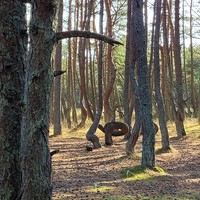 Фото отзыва 38: экскурсия "Куршская коса и Зеленоградск за один день" Фото отзыва 38: экскурсия "Куршская коса и Зеленоградск за один день"