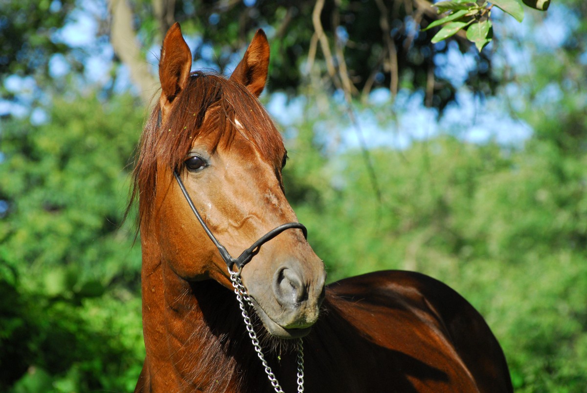 Конная прогулка вдоль Японского моря в мини-группе (6/6)