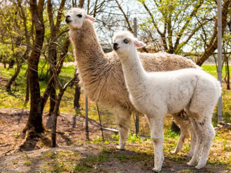 Парк живой природы додо в анапе. Зоопарк додо анапа. Парк додо натухаевская. Парк додо натухаевская. Парк живой природы додо в анапе.